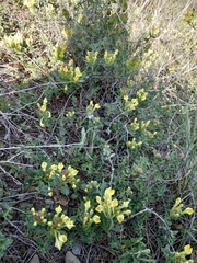 Scutellaria orientalis