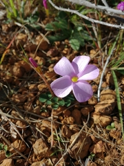 Oxalis eckloniana-nidulans