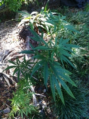 Cannabis sativa sativa