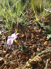 Oxalis eckloniana-nidulans