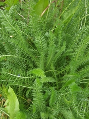 Achillea millefolium