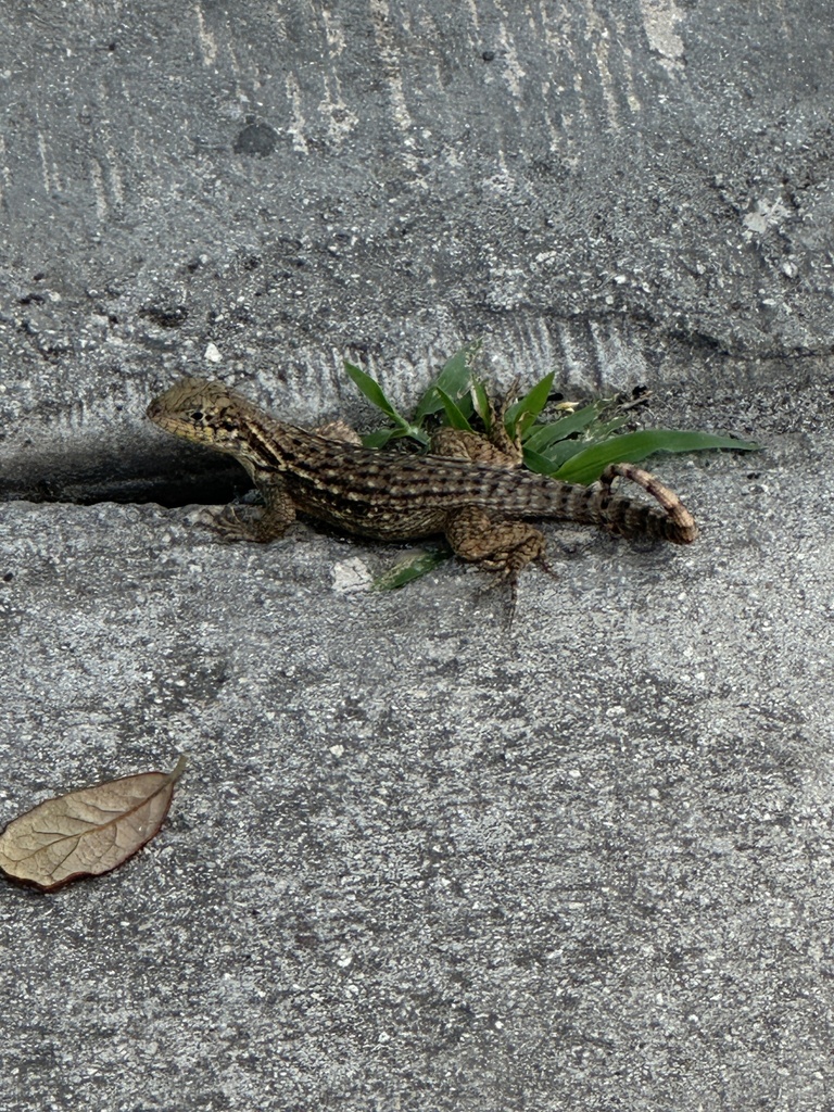 Northern Curly-tailed Lizard from Jonathan Dickinson State Park, Hobe ...