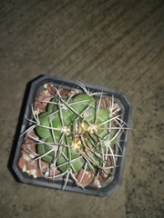 Gymnocalycium
