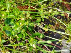 Stellaria apetala