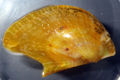 Electroma papilionacea
