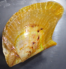 Electroma papilionacea