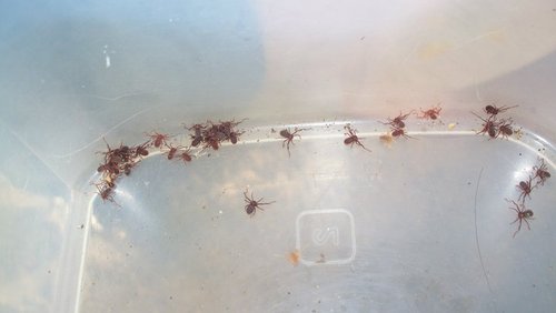 Pseudocellus pearsei