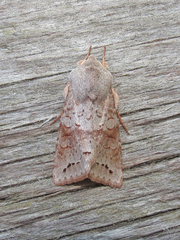 Orthosia revicta