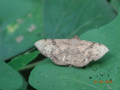 Anticarsia irrorata