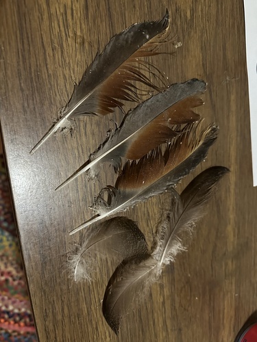 Plume de Tadorne d'Australie