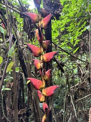 Heliconia pogonantha image