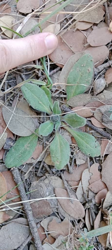 Bellis sylvestris from 7624+XXQ, Theniet El Abed, Algérie on March 17 ...