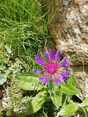 Centaurea montana