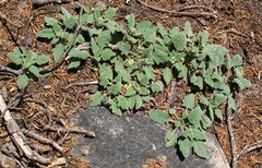 Phacelia hydrophylloides