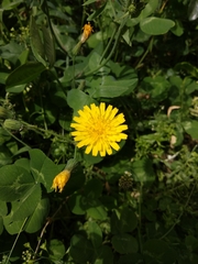Cichorieae
