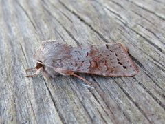 Orthosia revicta