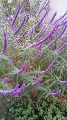 Salvia leucantha