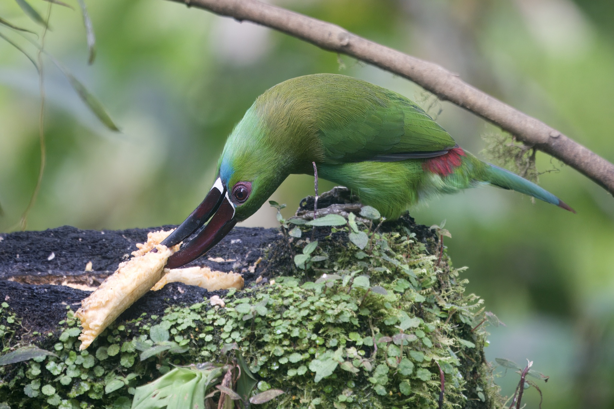 Crimson-rumped Toucanet illustration