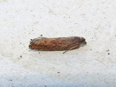 Pseudexentera mali