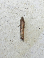 Pseudexentera mali