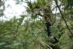 Taxus mairei