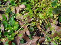 Stellaria apetala