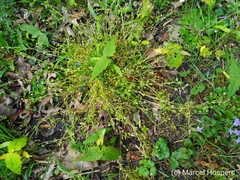 Stellaria apetala