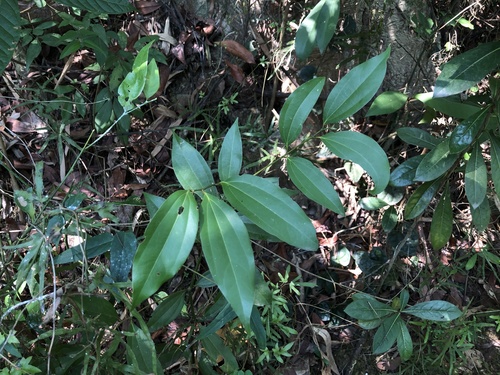 Turougwi (Cinnamomum osmophloeum)