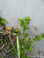 Lepidium didymum