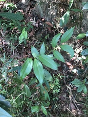 Cinnamomum osmophloeum