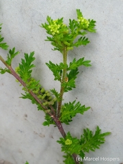 Lepidium didymum