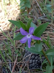 Vinca herbacea