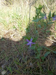 Vinca herbacea