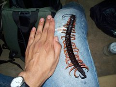 Scolopendra sumichrasti