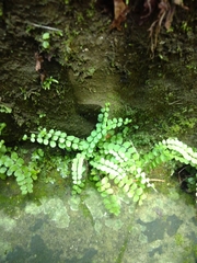 Asplenium trichomanes