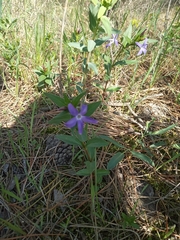 Vinca herbacea
