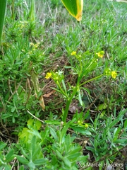 Ranunculus sceleratus