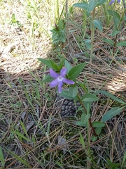 Vinca herbacea