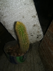 Cleistocactus winteri