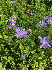 Felicia aethiopica