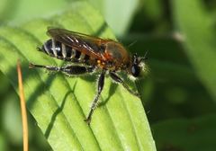 Laxenecera albicincta