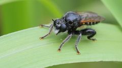 Laxenecera albicincta