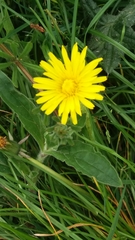 Taraxacum officinale