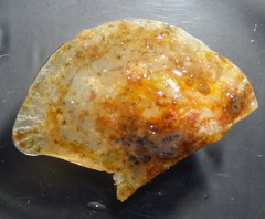 Electroma papilionacea