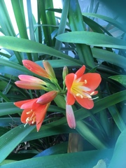 Clivia miniata miniata