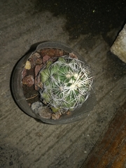 Coryphantha neglecta