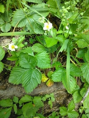 Fragaria vesca