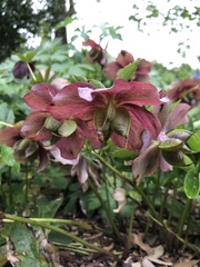 Helleboreae
