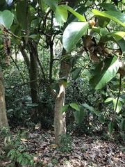 Artocarpus lacucha