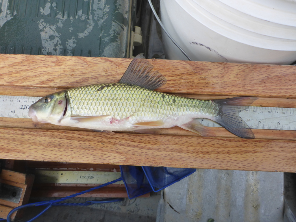 Golden Redhorse from Cottonwood County, MN, USA on August 1, 2023 at 06 ...